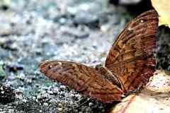 Earl, Common. Tanaecia julii bougainvillei. Orangkaya Raden. 15.9.30. Female.3N2A3109dpi.web_