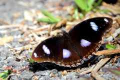 Egg-fly, Great. Hypolimnas bolina jacintha. Umpan Besar. Male..3N2A3253rs.1