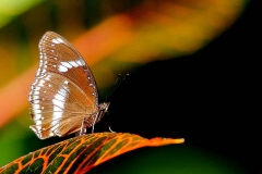 Eggfly, Great. Hypolimnas bolina jacintha. Pemikat  Besar.IMG_1940.web.1