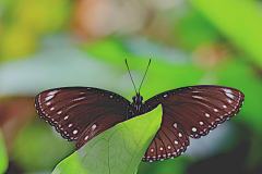 Eggfly, Malayan. Hypolimnas anomala anomala. Pemikat Malaya. 23.8.4.9O0A6926.web_