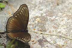 Eggfly, Malayan. Hypolimnas anomala anomala. Pemikat Malaya. Male. 21.9.23.3N2A9936.web_