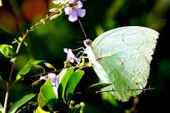 Emigrant, Lemon. Catopsila pomona pomona form-hilaria. Emigran Lemon jenis hilaria.-14.11.11-.-.3N2A8545dpi.rs_
