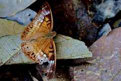 Emperor, Elegant (previously Purple Duke). Eulacuera osteria kumana. Maharaja Bergaya. Female