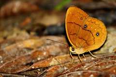 Faun, Narrow Striped. Faunis gracilis. Dewa Belang-sempit. 22.10.17. 3N2A3903.web_