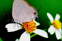 Flash, Common Red. Rapala iarbus iarbus, visiting Bidens alba flower. Sekilat Merah. 19.2.17 .3N2A0757.web_