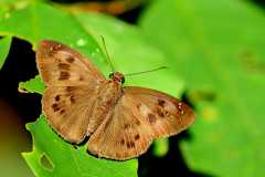 Flat, Common Snow. Tagiades japetus atticus. Datar Salji. Male