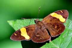 Flat, Dark Yellow-banded. Celaenorrhinus aurivittatus cameroni. Datar Jalur Kuning. Male. 13.7.2-Pangsun.IMG_2656rs.1