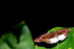 Flat, White-striped Snow. Tagiades cohaerens cinda. Datar Salji Belang-putih.15.6.16-.3N2A0790rs.1