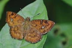 Flat, Fulvous Pied. Pseudocoladenia dan dhyana. Datar Bulukaki Merahpucat. Female. 22.6.26 .3N2A1706.web_