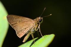 Flitter, Ciliate Long-horned. Isma iapis iapis. Lekas Tanduk-panjang Berbulu. 23.5.14 .9O0A5298.web_