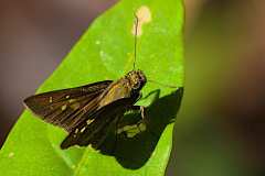 Flitter, Ciliate Long-horned. Isma iapis iapis. Lekas Tanduk-panjang Berbulu. 23.5.14 .9O0A5307.web_