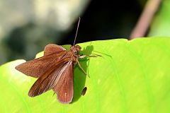 Flitter, Dubious . Quedara monteithi monteithi. Lekas Sangsi. Male. 23.3.16 .9O0A4657.web_