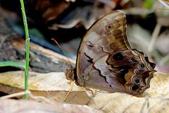 Forester, Angled Red. Lethe chandica namura. Rimbawan Merah Sudut. 23.9.12.9O0A7576.web_