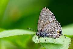 Forget-me-not, Silver. Catochrysops panormus exigus. Bunga Perak. 19.10.31-.3N2A2991rs.1