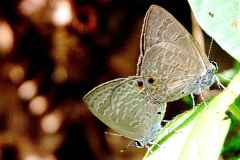 Forget-me-not, Silver. Catochrysops panormus exiguus. Biru Bunga Perak. 13.3.31 .IMG_2199.web_