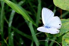 Forget-me-not, Silver. Catochrysops panormus exigus. Bunga Perak. Male. IMG_3675rs.1