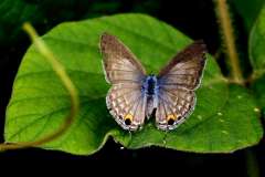 Forget-me-not. Catochrysops strabo strabo. Bunga. Female.IMG_3775rs.1