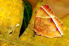 Glory, Dark Jungle. Thaumantis noureddin noureddin. Semarak Rimba Gelap. Female. 20.2.21 .3N2A5173rs.1