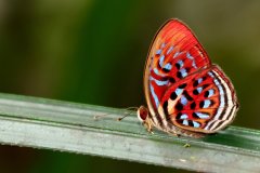 Harlequin, Common Red. Paralaxita telesia lyclene. Badut Merah.23.3.11..9O0A4504.web_