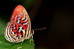 Harlequin, Common Red. Paralaxita telesia lyclene. Badut Merah. 23.3.11.9O0A4512.web_