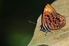 Harlequin, Lesser. Laxita thuisto thuisto. Badut Kecil. Male. 23.3.16 .9O0A4680.web_