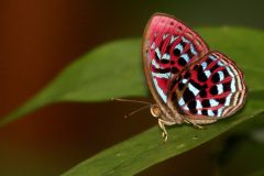 Harlequin, Malay Red. Paralaxita damajanti damajanti. Badut Merah Melayu. 22.8.6.3N2A2811.web_