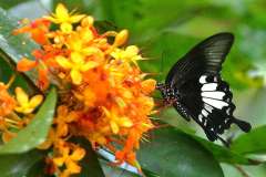 Helen, Black and White. Papilio nephalus annulus. Ceria Perawan Hitamputih. .3N2A3524.web.1