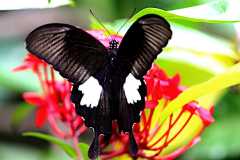 Helen, Black and White. Papilio nephalus annulus. Ceria Perawan Hitamputih. .3N2A3524.web.1