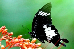 Helen, Black and White. Papilio nephelus sunatus. Ceria Perawan Hitamputih. Male.IMG_4998.web.1