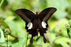 Helen, Red. Papilio helenus helenus. Ceria Perawan Merah. Male.14.7.1..IMG_2202web.1