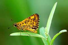 Hopper, Bush. Ampittia dioscorides camertes. Lompat Belukar.