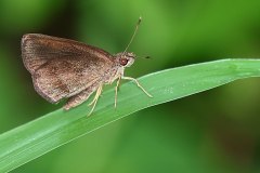 Hopper, Forest. Astictopterus jama jama. Lompat Rimba. 23.8.7 .9O0A7147.web_