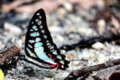 Jay, Blue. Graphium evemon eventus. Riang Biru. 22.5.5.0X8A0818.web_