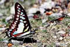 Jay, Blue. Graphium evemon eventus. Riang Biru. Male.IMG_4959hdr.rs_