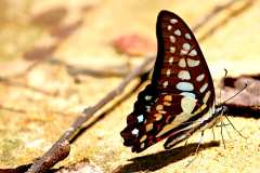 Jay, Common. Graphium doson evemonides. Riang. 24.6.4.3N2A4751.web_