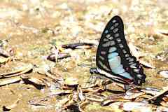 Jay, Great. Graphium eurypylus mecisteus. Riang Besar. 13.4.8.IMG_3902.web_