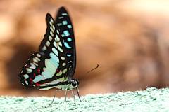 Jay, Great. Graphium eurypylus mecisteus. Riang Besar. 15.5.9 .IMG_9544.web_