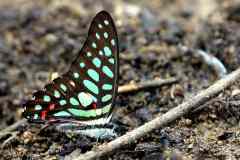 Jay, Spotted. Graphium arycles arycles. Riang Tompok-3N2A1898rs.1