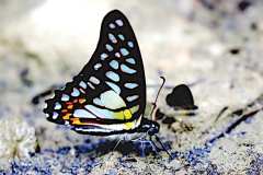 Jay, Striped. Graphium bathycles bathycloides. Riang Belang. 23.8.24.3N2A4552.web_