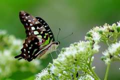 Jay, Tailed.  Graphium agamemnon agamemnon. Riang Ekor. Male.20.5.19.3N2A5859rs