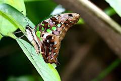 Jay, Tailed. Graphium agamemnon agamemnon. Riang Ekor. Female.23.9.27.9O0A7754.web_