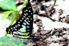 Jay, Veined.  Graphium chironides malayanum . Riang Urat.-14.11.20-.IMG_2576dpi.rs_