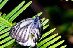 Jezebel, Common Yellow. Delias baracasa dives. Kesumba Kuning. Female.13.6.17.IMG_1246dpi.web_