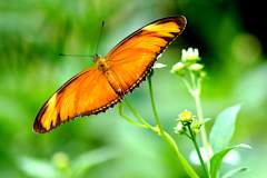 Julia Butterfly/Heliconian, Dryas iulia. Julia. Female.