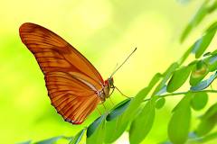 Julia Butterfly/Heliconian. Dryas iulia. Julia. Male.