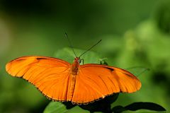 Julia Butterfly/Heliconian. Dryas iulia. Julia. Male