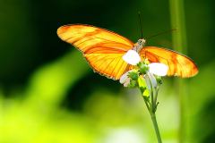 Julia Butterfly/Heliconian.. Dryas iulia. Julia.  Male.