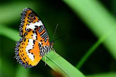 Lacewing, Malay. Cethosia hypsea hypsina.  Marhaen Melayu. Female.