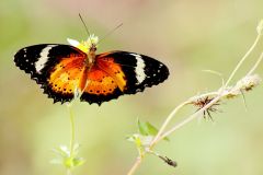 Lacewing, Orange. (or Northern Orange Lacewing). Cethosia methypsea methypsea.  Marhaen Oren. Female.