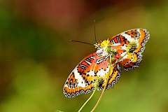 Lacewing, Plain. (or Northern Orange Lacewing). Cethosia methypsea methypsea. Sayaprenda Pamah. Female.